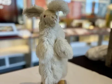 Fluffy white rabbit statue on display with a small plaque, set against a blurred museum background.